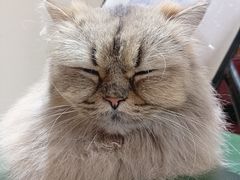 -猫小院猫主题餐厅(南锣旗舰店)