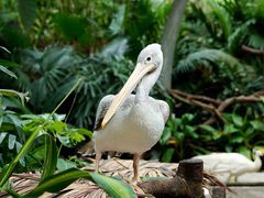 -广州长隆野生动物世界