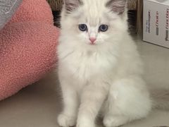 -创凡宠物医院·骨专科  猫科中心(西乡分院)