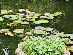 -上海共青森林公园