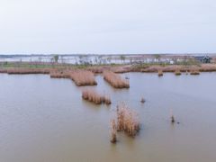 -盐城丹顶鹤湿地生态旅游区