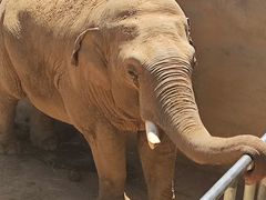 -西霞口神雕山野生动物世界