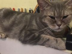 -猫色咖啡·猫咖