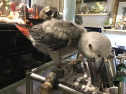 -周忆刺青原创设计定制