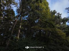-日照海滨国家森林公园