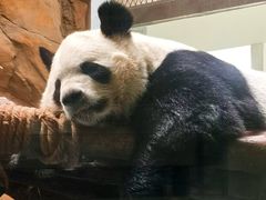 -成都动物园