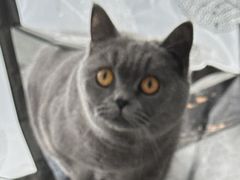 -萌兽医馆·宠物医院·猫骨科(创景店)