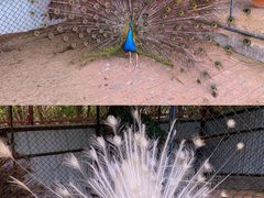 -哈尔滨北方森林动物园