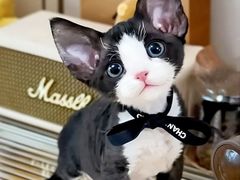 -山宅一喵德文卷毛猫舍