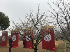 -香雪海