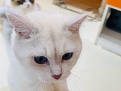 -三花喵·撸猫购宠·宠物生活馆(虹桥南丰城店)