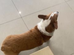 -艾贝尔宠物医院·24H转诊中心·肿瘤猫专科(江宁双龙店)