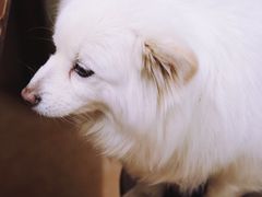 -小狗面馆(复兴店)