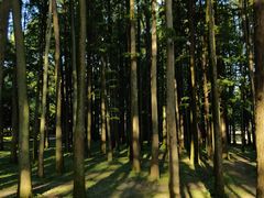 -上海共青森林公园