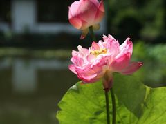 -郭庄景区