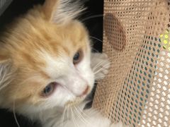 -纳吉亚猫专科动物医院·北北分院