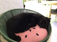 -喵园·猫主题咖啡厅·撸猫·猫咖(国贸店)