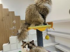-COLOR PETS 撸猫馆·购猫·猫咖(长风大悦城店)
