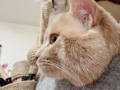 -瑞鹏宠物医院·爱宠堂·骨外专科(西荷分院)