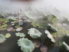 -白洋淀景区