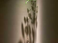-青桃餐厅