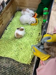 -神奇动物撸宠馆·羊驼·小浣熊·异宠(豫园店)
