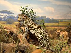 -陕西自然博物馆