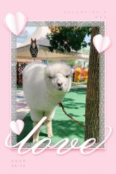 点击看大图 -萌宠亲子动物乐园(槐房万达店)