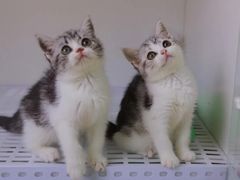 -lincat·猫舍(广州店)