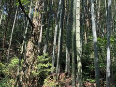 -午潮山国家森林公园