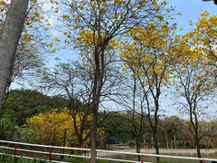 -仙湖旅游度假区