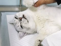 -中农大我爱我爱24h动物医院·中医针灸·猫专科·骨科医疗中心(双井店)