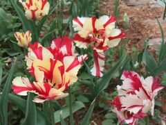 -洛阳郁金香牡丹园