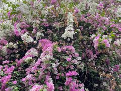 -深圳国际园林花卉博览园