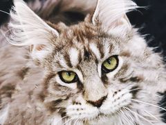 -十年猫舍·猫咪专门店(普陀店)
