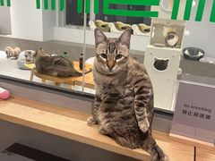 -Cappucimeow猫咪咖啡馆(韦伯时代店)