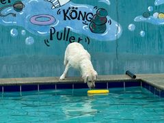 -趣玩宠物乐园寄养训犬训狗游泳池