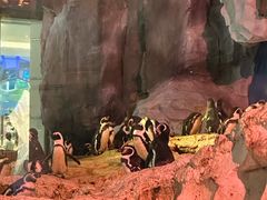 -帝企鹅自助餐厅•儿童岛•真企鹅(长隆企鹅酒店)