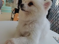 -怪兽屋·羊驼·猫咖·狗咖(俊华广场店)