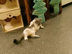 -猫色咖啡·猫咖