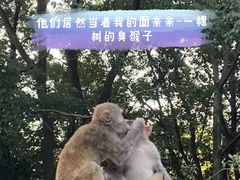 -南山植物园