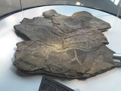 -辽宁古生物博物馆