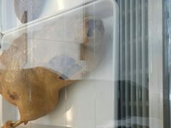 不老鸭-北门曹记不老鸡不老鸭(星悦广场店)