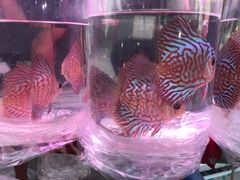-中环花鸟鱼虫市场