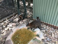 -费瑟代尔野生动物园