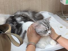 -北京观赏动物医院·24小时大型综合·猫专科·异宠专科