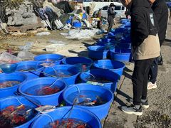 -中环花鸟鱼虫市场