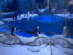 -上海海昌海洋公园