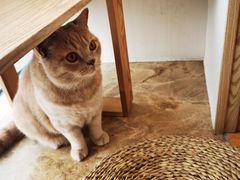 -Catmate·猫肥家润(金润铂宫店)