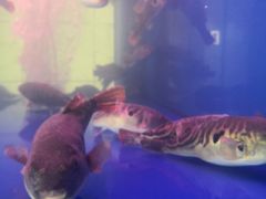 -孔庆璞河豚馆(白玉兰酒店)